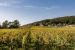 Vente Propriété Gevrey-Chambertin 18 Pièces 700 m²